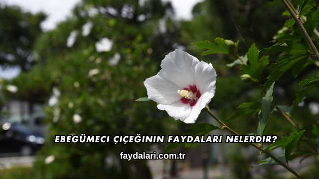 Ebegümeci Çiçeğinin Faydaları Nelerdir?