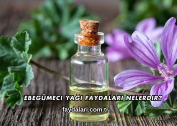 Ebegümeci Yağı Faydaları Nelerdir?