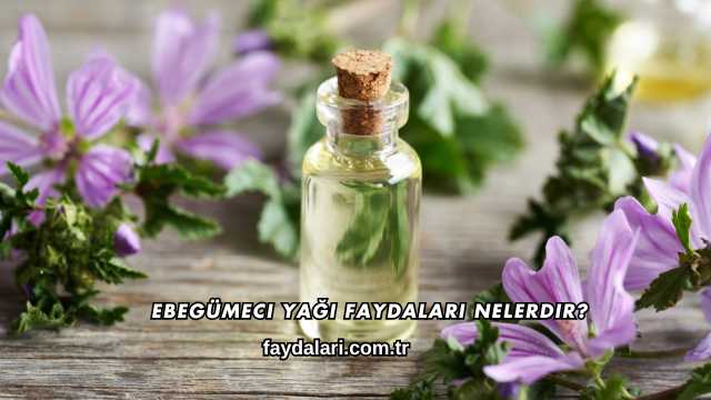 Ebegümeci Yağı Faydaları Nelerdir?