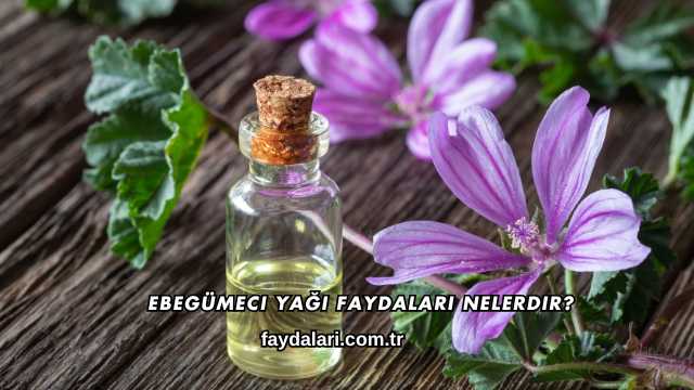 Ebegümeci Yağı Faydaları Nelerdir?