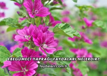 Ebegümeci Yaprağı Faydaları Nelerdir?
