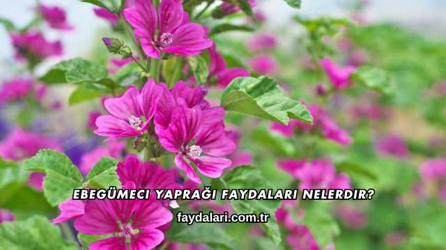 Ebegümeci Yaprağı Faydaları Nelerdir?