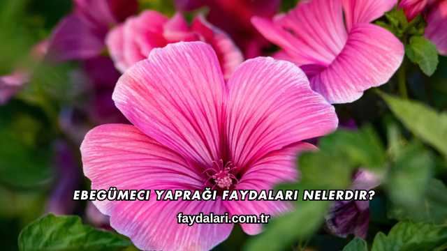 Ebegümeci Yaprağı Faydaları Nelerdir?