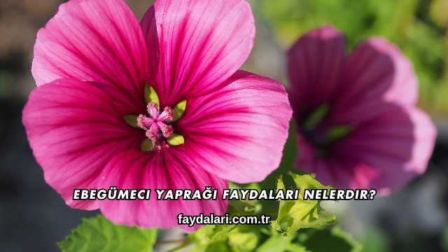 Ebegümeci Yaprağı Faydaları Nelerdir?