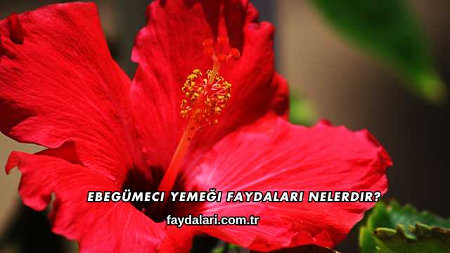 Ebegümeci Yemeği Faydaları Nelerdir?