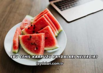 Ebu Cehil Karpuzu Faydaları Nelerdir?