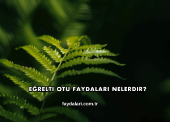 Eğrelti Otu Faydaları Nelerdir?