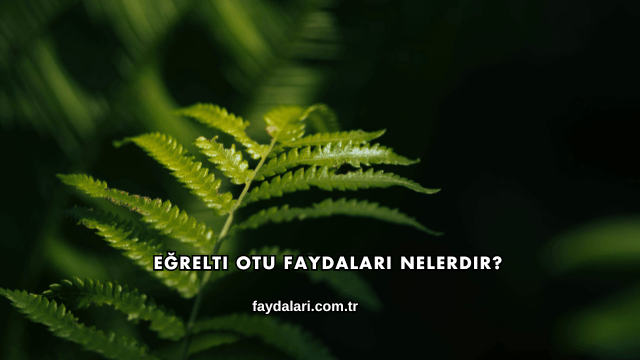 Eğrelti Otu Faydaları Nelerdir?