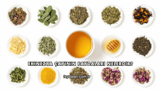 Ekinezya Çayının Faydaları Nelerdir?