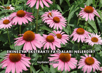 Ekinezya Ekstraktı Faydaları Nelerdir?