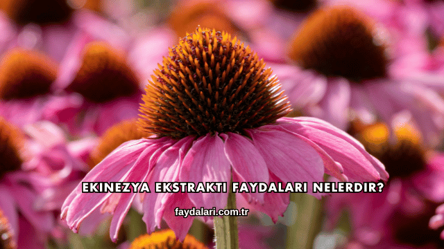 Ekinezya Ekstraktı Faydaları Nelerdir?