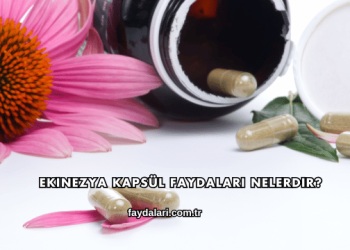 Ekinezya Kapsül Faydaları Nelerdir?
