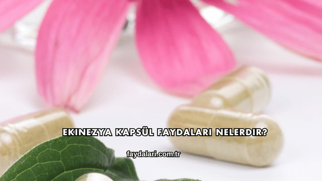 Ekinezya Kapsül Faydaları Nelerdir?