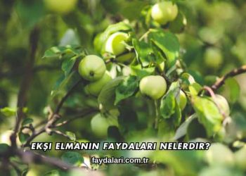 Ekşi Elmanın Faydaları Nelerdir?