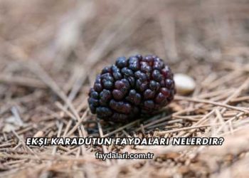 Ekşi Karadutun Faydaları Nelerdir?