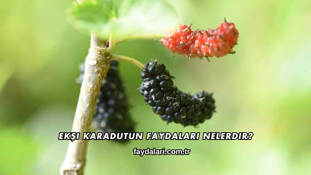 Ekşi Karadutun Faydaları Nelerdir?