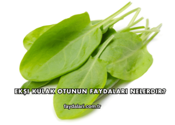 Ekşi Kulak Otunun Faydaları Nelerdir?