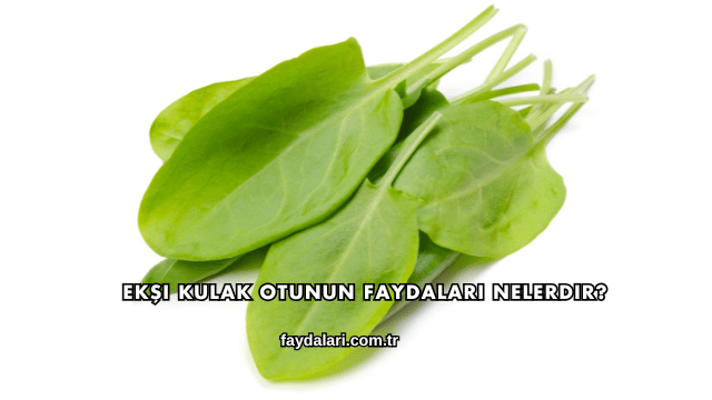 Ekşi Kulak Otunun Faydaları Nelerdir?