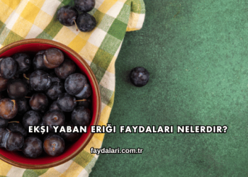 Ekşi Yaban Eriği Faydaları Nelerdir?