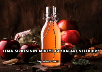 Elma Sirkesinin Mideye Faydaları Nelerdir?