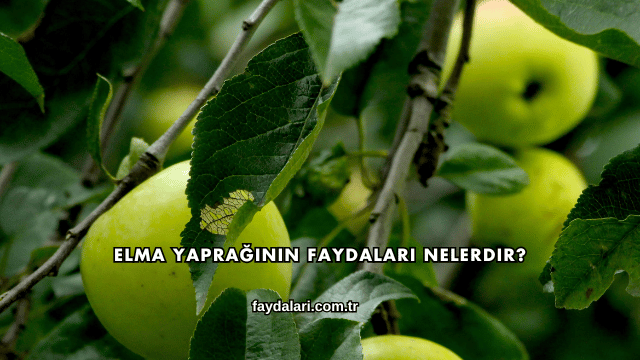 Elma Yaprağının Faydaları Nelerdir?