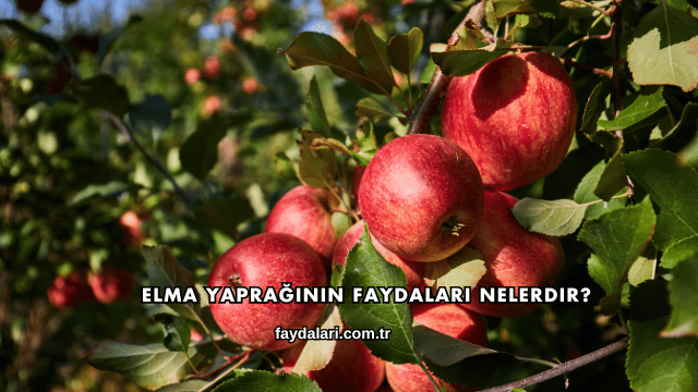 Elma Yaprağının Faydaları Nelerdir?