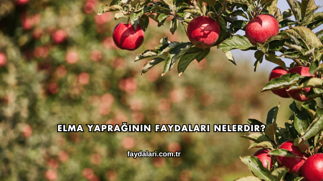 Elma Yaprağının Faydaları Nelerdir?