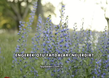 Engerek Otu Faydaları Nelerdir?