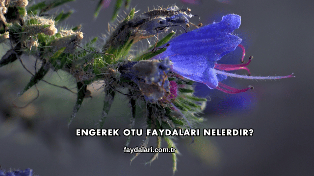 Engerek Otu Faydaları Nelerdir?