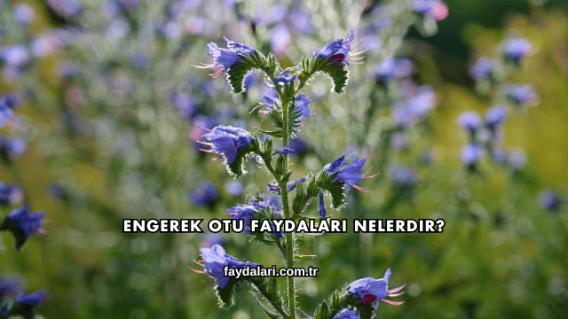 Engerek Otu Faydaları Nelerdir?