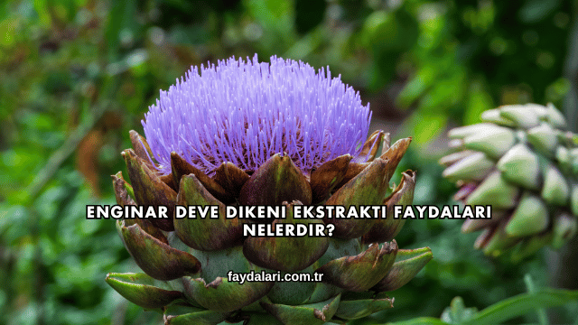 Enginar Deve Dikeni Ekstraktı Faydaları Nelerdir?