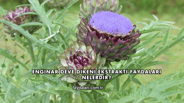 Enginar Deve Dikeni Ekstraktı Faydaları Nelerdir?