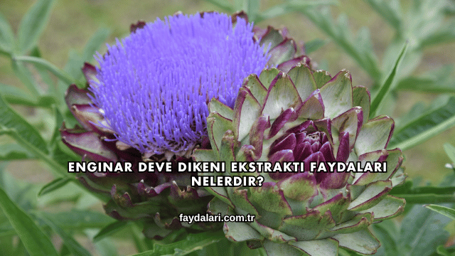 Enginar Deve Dikeni Ekstraktı Faydaları Nelerdir?