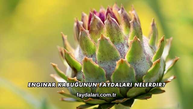 Enginar Kabuğunun Faydaları Nelerdir?