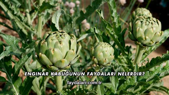 Enginar Kabuğunun Faydaları Nelerdir?