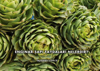 Enginar Sapı Faydaları Nelerdir?