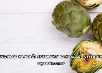Enginar Yaprağı Ekstraktı Faydaları Nelerdir?