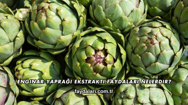 Enginar Yaprağı Ekstraktı Faydaları Nelerdir?