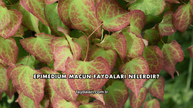 Epimedium Macun Faydaları Nelerdir?