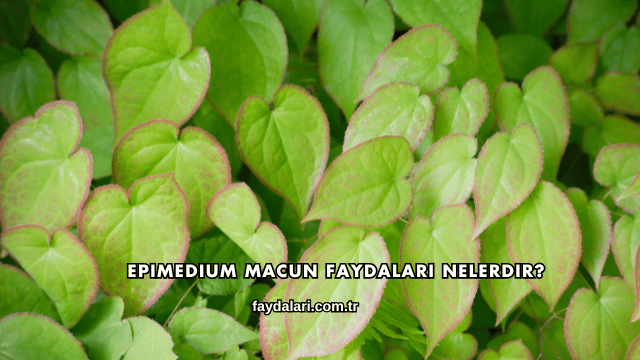 Epimedium Macun Faydaları Nelerdir?