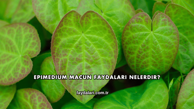 Epimedium Macun Faydaları Nelerdir?