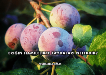 Eriğin Hamilelikte Faydaları Nelerdir?