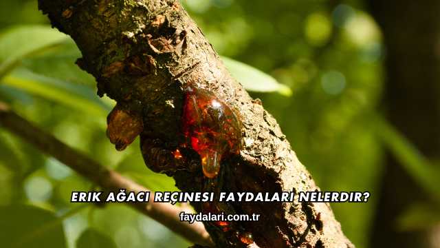 Erik Ağacı Reçinesi Faydaları Nelerdir?