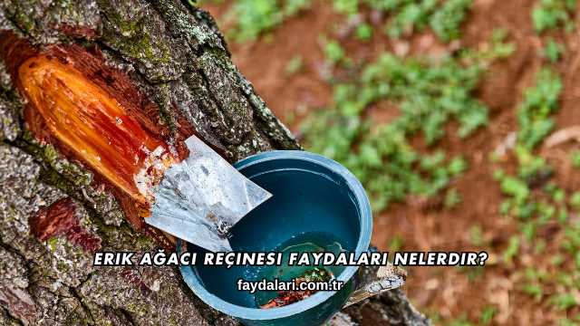 Erik Ağacı Reçinesi Faydaları Nelerdir?