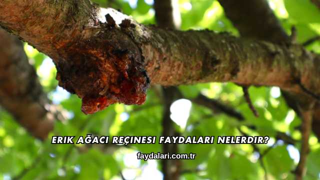 Erik Ağacı Reçinesi Faydaları Nelerdir?