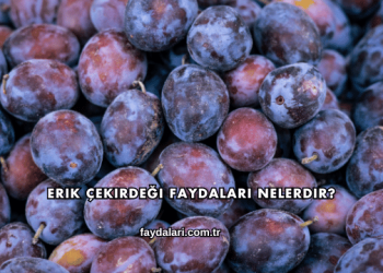 Erik Çekirdeği Faydaları Nelerdir?