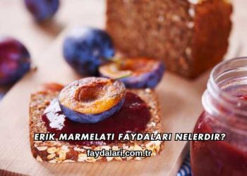 Erik Marmelatı Faydaları Nelerdir?