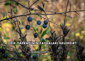 Erik Yaprağının Faydaları Nelerdir?