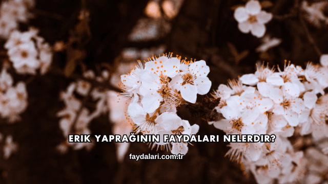 Erik Yaprağının Faydaları Nelerdir?