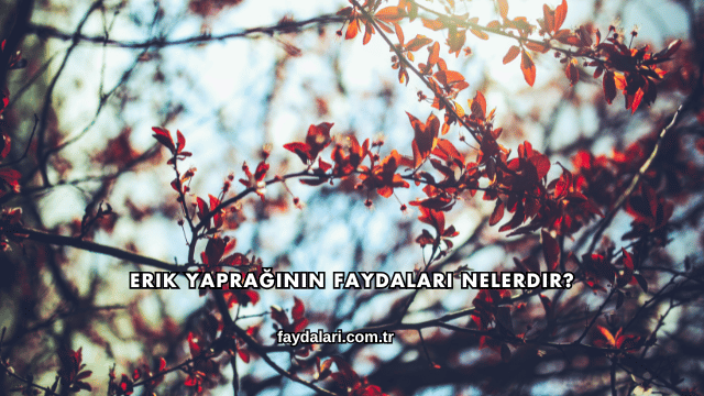 Erik Yaprağının Faydaları Nelerdir?